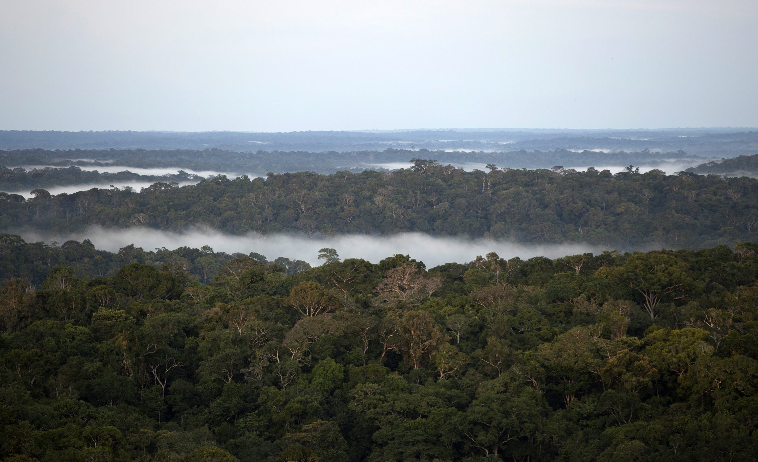 Vista da floresta em São Sebastião do Uatuma, em 2015 no Amazonas
