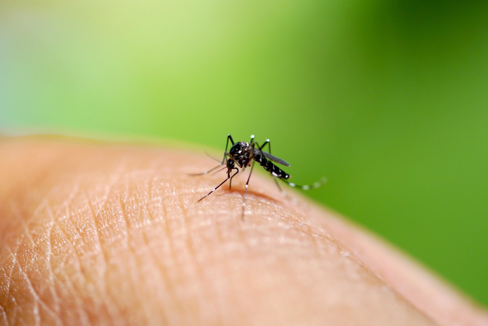 Mosquito Aedes aegypti, que tabém transmite a chikungunya