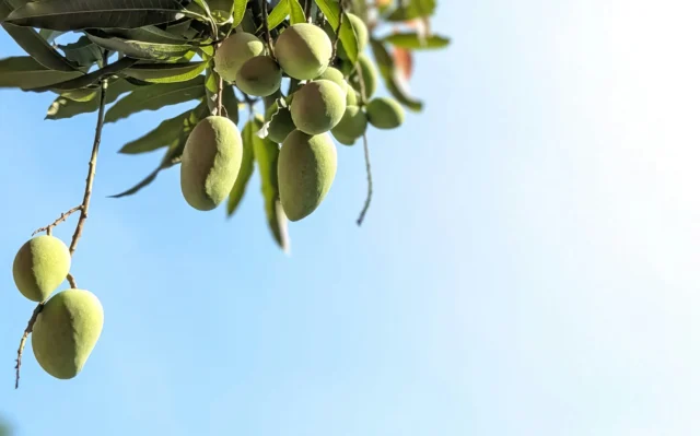 Por que as mudanças climáticas estimulam o cultivo de mangas