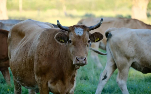 Como a pecuária pode diminuir suas emissões de metano