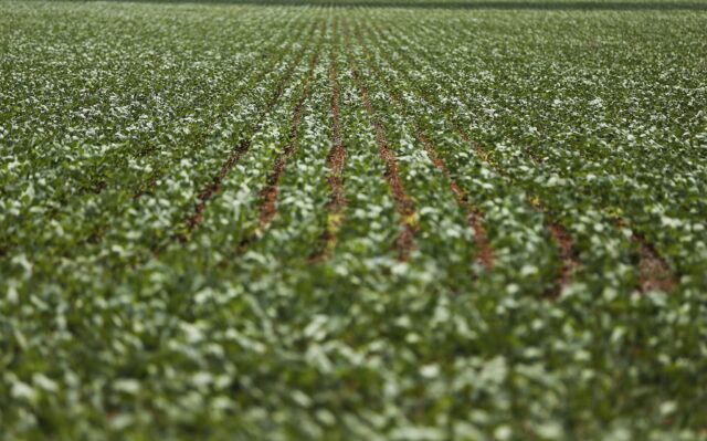 Avanço da agropecuária fez solos do Brasil liberarem 1,4 bilhão de toneladas de carbono