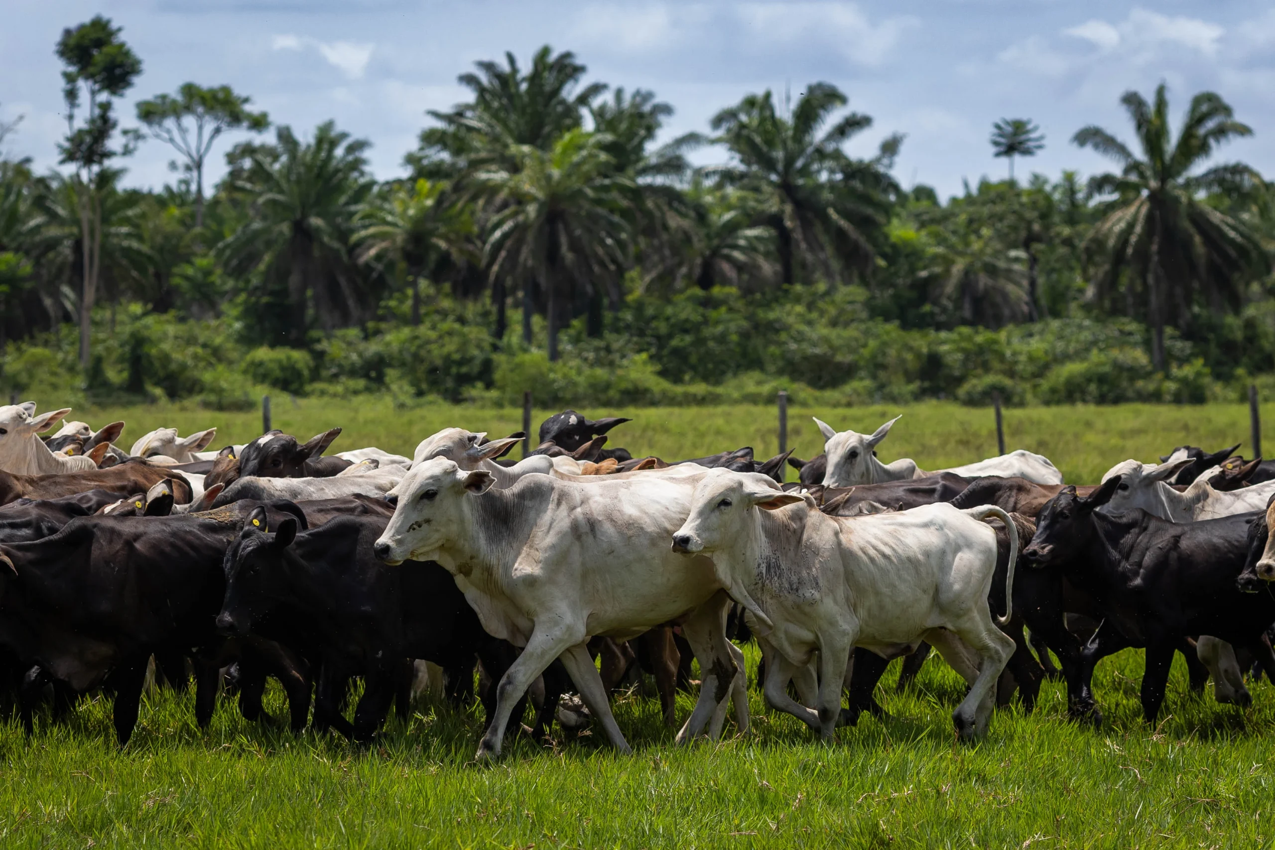Gado em fazenda de Santa Bárbara do Pará (PA). Vacas e bezerros em um campo