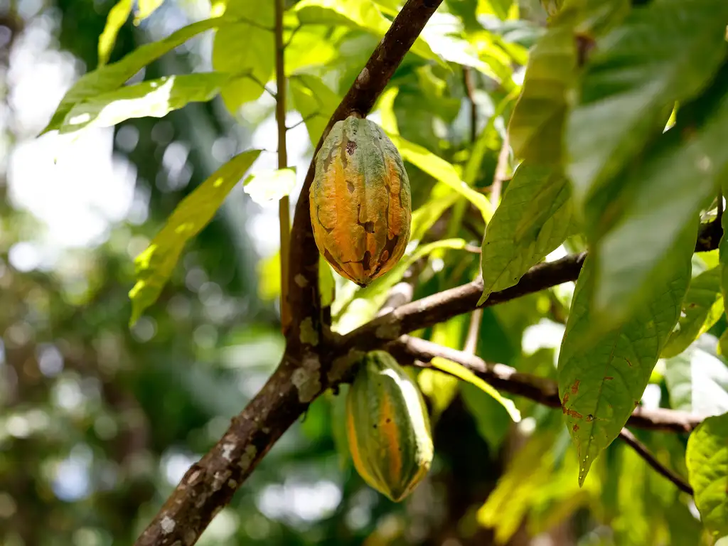 Plantação de cacau em Belém, no Pará