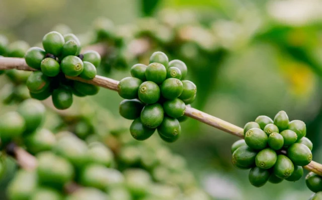 O café brasileiro ante o boom da demanda e o clima extremo