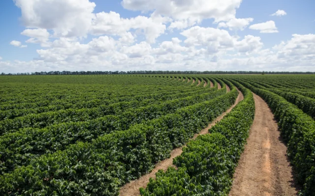 Como a agricultura pode produzir mais emitindo menos
