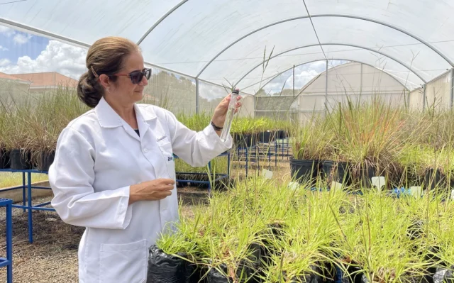 A pesquisa brasileira para cultivar alimentos no espaço