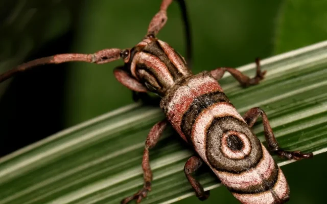 A rede de cientistas dedicada ao estudo de besouros