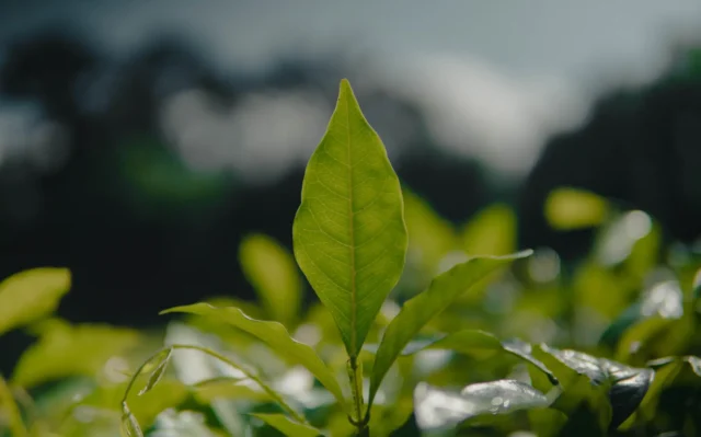 O momento das taxonomias de finanças sustentáveis