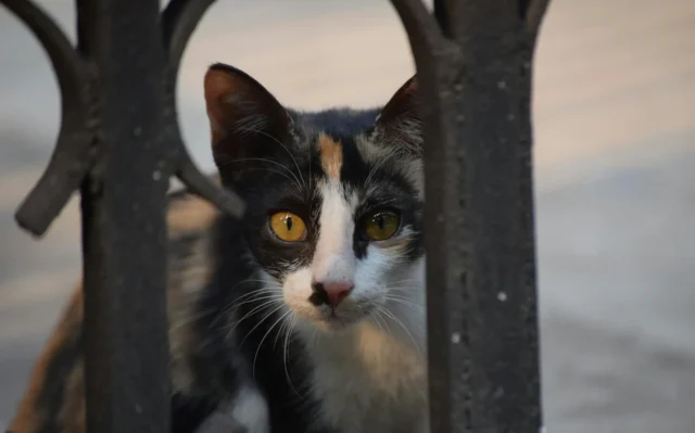 Maus-tratos a gatos em plataformas digitais cresceram 120% em menos de 3 anos