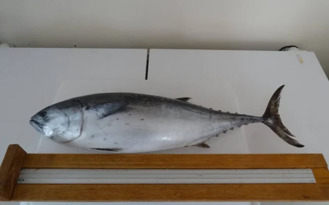A presença de mercúrio em peixes vendidos em Cabo Frio