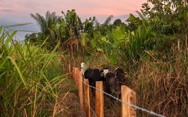 As ameaças do gado e da coca à Amazônia colombiana