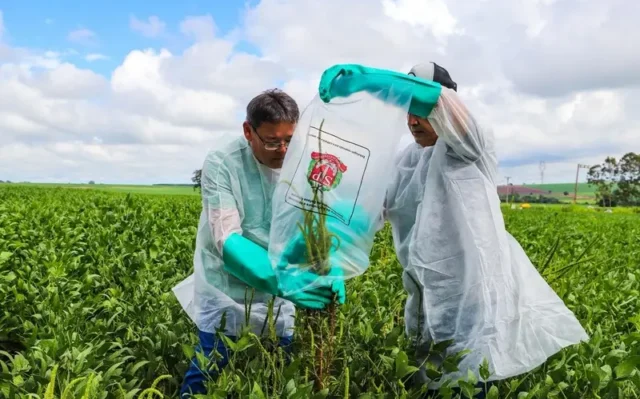 Caruru gigante, a planta super-resistente a agrotóxicos que ameaça produção de soja