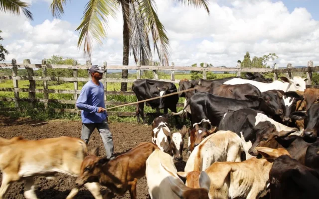 As falhas no plano de adaptação climática da pecuária em Sergipe