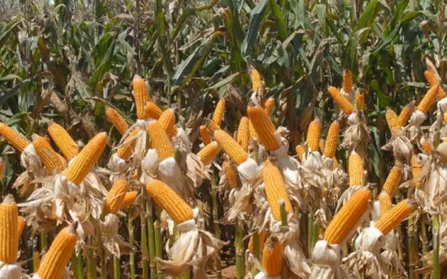 O que é agronegocinho. E como chega aos pequenos produtores