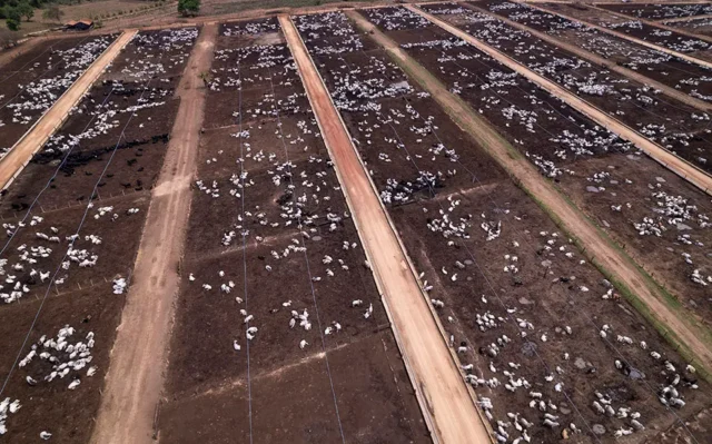 Confinamento de bois avança sem regras claras e com riscos ao bem-estar animal