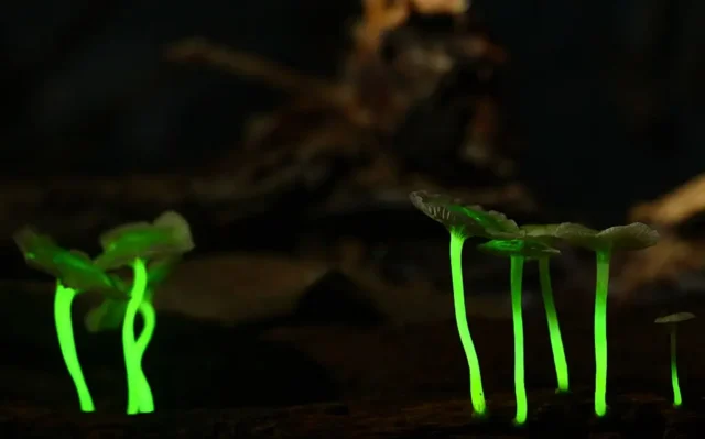 Levantamentos de organismos bioluminescentes geram propostas turísticas
