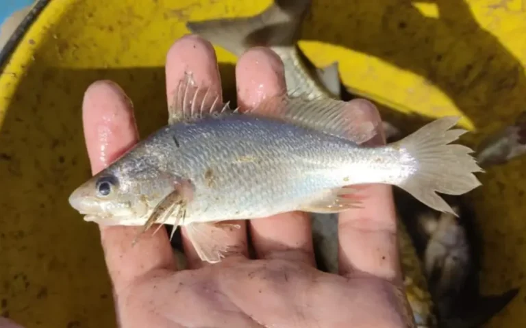 O pico de anomalias em peixes no ES após o desastre de Mariana